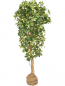 Preview: Schefflera künstlich ca. 180 cm